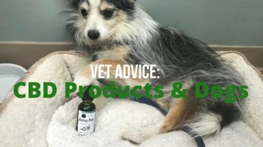 Are CBD Products Safe and Effective for Dogs?
