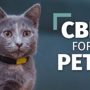 CBD for Pets | The Right Way To Introduce CBD To Your Pets [Complete Guide]