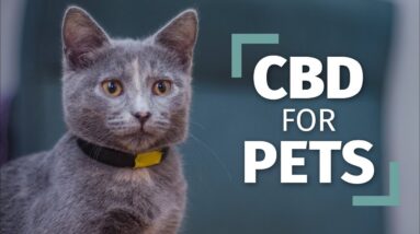 CBD for Pets | The Right Way To Introduce CBD To Your Pets [Complete Guide]