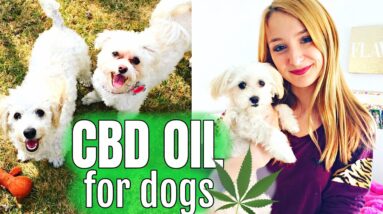 Benefits of CBD Oil For DOGS! *LIFE-CHANGING* | White Dog Shaker Syndrome