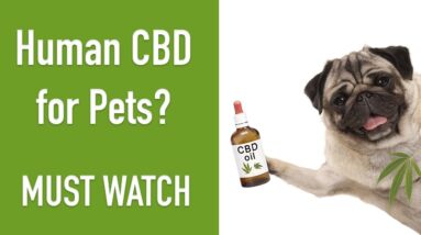 Can I Give My Dog Human CBD Oil? Find the Answer HERE