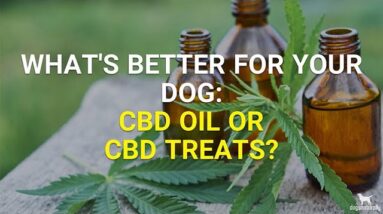 CBD Dog Treats | CBD For Dogs