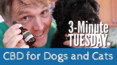 CBD for Dogs and Cats- Is it Safe, and Should You Use It?