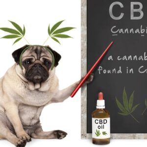 CBD for Dogs: Benefits, Side Effects & How Much CBD to Give Your Dog