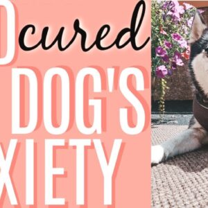 CBD FOR DOGS | CBD CURED MY DOG'S ANXIETY
