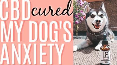 CBD FOR DOGS | CBD CURED MY DOG'S ANXIETY