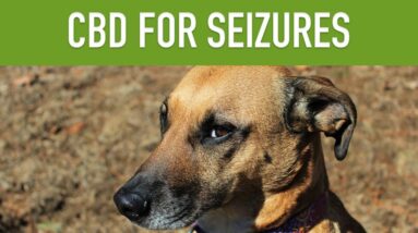 CBD FOR DOGS WITH SEIZURES - Can CBD Treat Epilepsy in Pets?