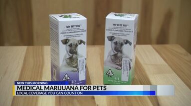 CBD for pets