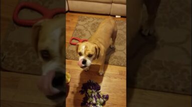 CBD Hemp Oil for Dogs and Pets - Seizure Treated INSTANTLY