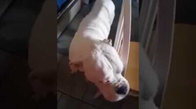 CBD oil cures dogs seizures