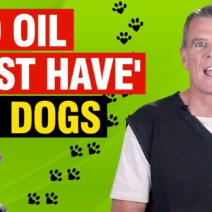 CBD Oil For Dogs (9 AMAZING Benefits Dogs MUST Have)