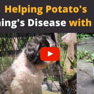 CBD oil for dogs with Cushing's Disease!