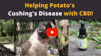 CBD oil for dogs with Cushing's Disease!