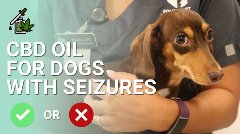 CBD Oil for Dogs with Seizures | Recommended?