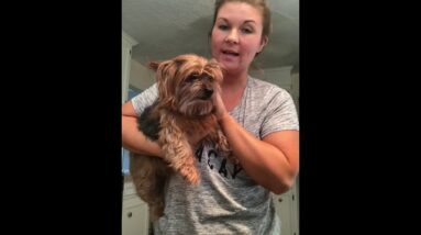 CBD Oil helps Dog through Seizure!!!