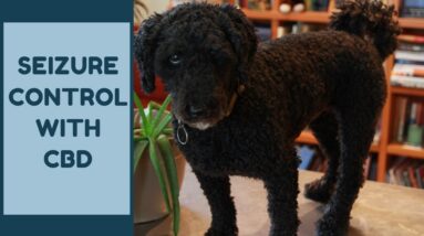 CBD To Control Seizures In Dogs and Cats