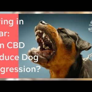 Does CBD for Dogs with Aggression Help? The Why & the How Addressed