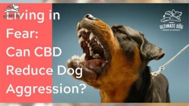 Does CBD for Dogs with Aggression Help? The Why & the How Addressed