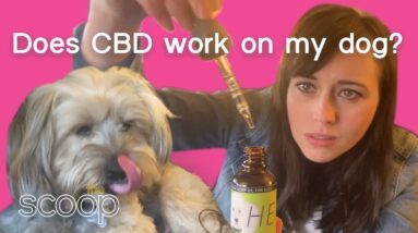 Does CBD Work On My Dog? | The Scoop