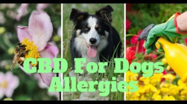 Dogs Allergies: CBD For Dogs With Allergies