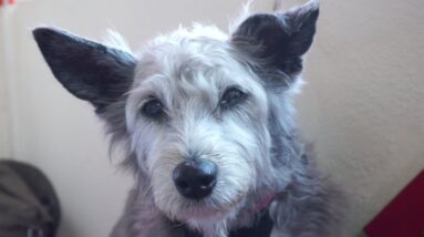 Giving CBD OIL to our DOG ~ IT'S WORKING.