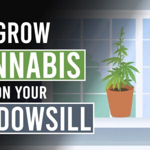 Grow Cannabis on your Windowsill!