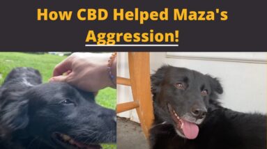 How CBD helped this dog with aggression.