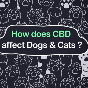 How Does CBD Affect Dogs and Cats?