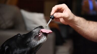How Much CBD Oil Should I Give My Dog?