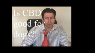 Is CBD good for dogs (or cats)?