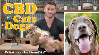 CBD Oil for Dogs, Cats, Pets - What are the Benefits? Treating Anxiety, Pain, Inflammation, Seizures