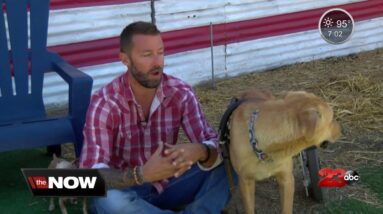 Rescue treats dogs with CBD oil