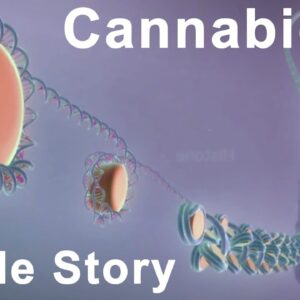 The Inside Story of Cannabidiol - What are the Benefits of CBD?