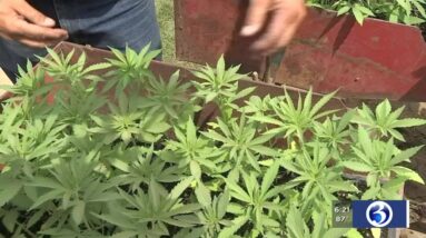 VIDEO: Experts explain how CBD is being used to help pain