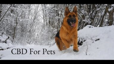 What Veterinarians & Pet Owners Say About Using CBD For Pets