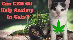 CBD for Cats Anxiety