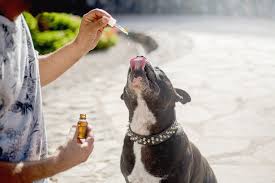 cbd for dogs review
