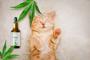 cbd for cats for pain