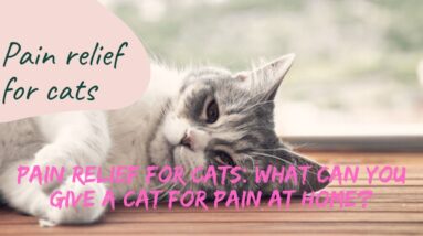 Pain relief for cats | Pain Relief For Cats: What Can You Give A Cat For Pain At Home?
