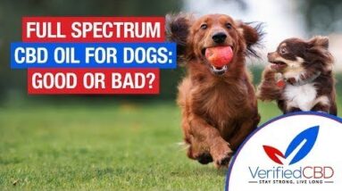 Full Spectrum CBD Oil for Dogs: Good or Bad?
