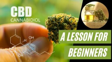 The benefits of CBD. A lesson for beginners