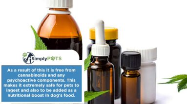 The Difference Between Hemp Oil & CBD Oil for Dogs