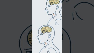 Why Cannabis Gives You The Munchies! #Shorts