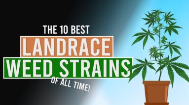 The 10 BEST Landrace Cannabis Strains!