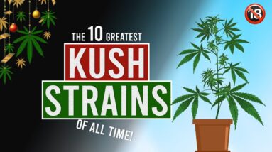 The 10 GREATEST KUSH Weed Strains in the world!