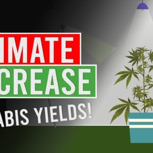 Estimate and Increase your Cannabis Yields!