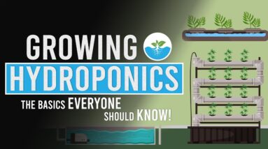 Growing in Hydroponics: The Basics Everyone Should Know!