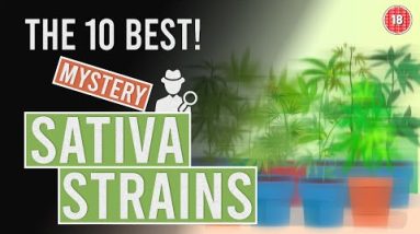 The 10 BEST “Mysterious” Sativa Cannabis Strains!