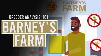 Barneys Farm: Breeder Analysis 101