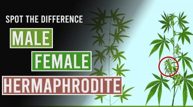 Spot the Difference Between Male, Female and Hermaphrodite Cannabis Plants